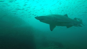 Sandtiger Shark on the Caribsea Wreck (NC)
